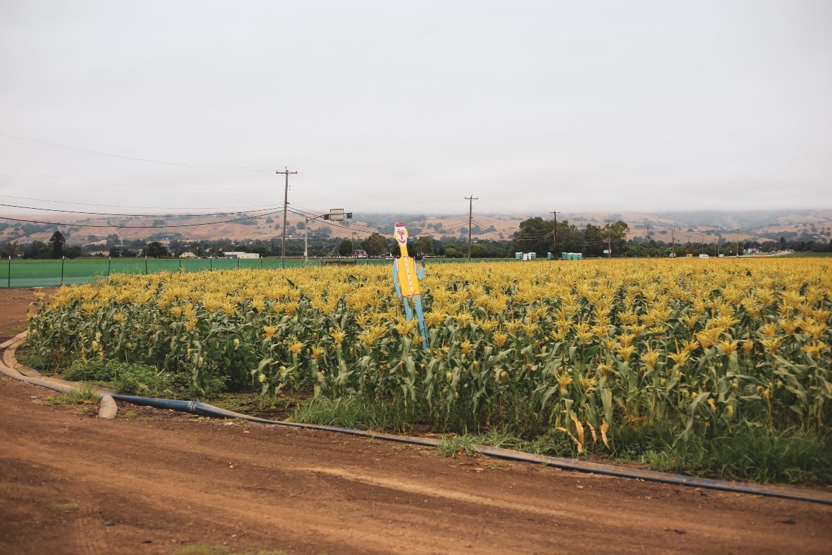 A scarecrow in a field of green yellow plants by day