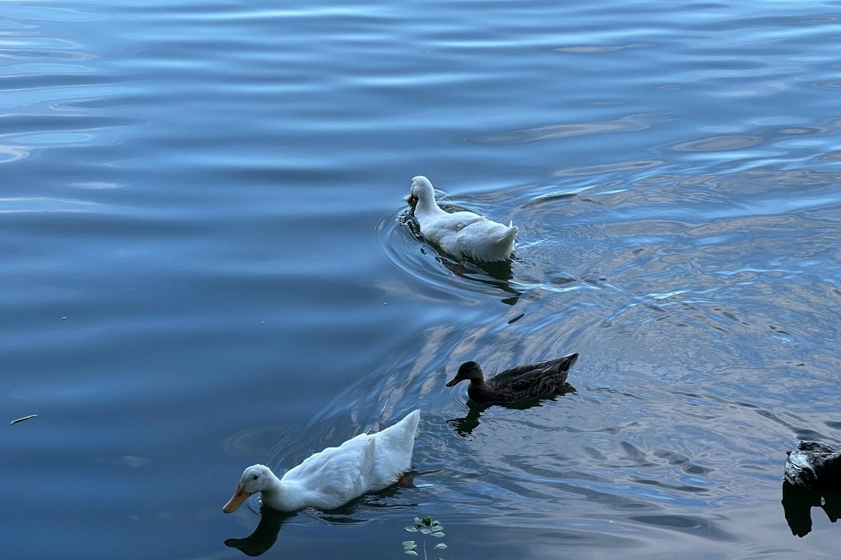 ducks swimming on the water