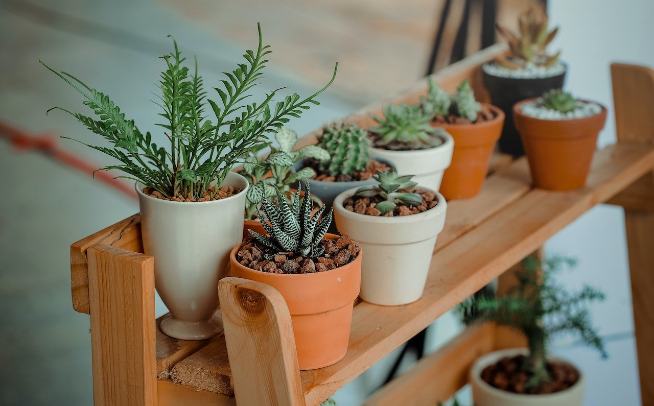 Plants on a shelf