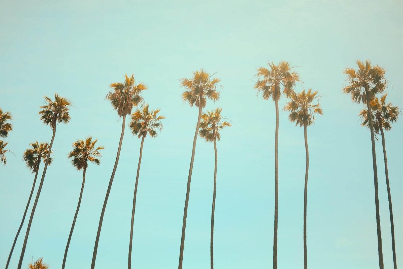 Picture of palm trees