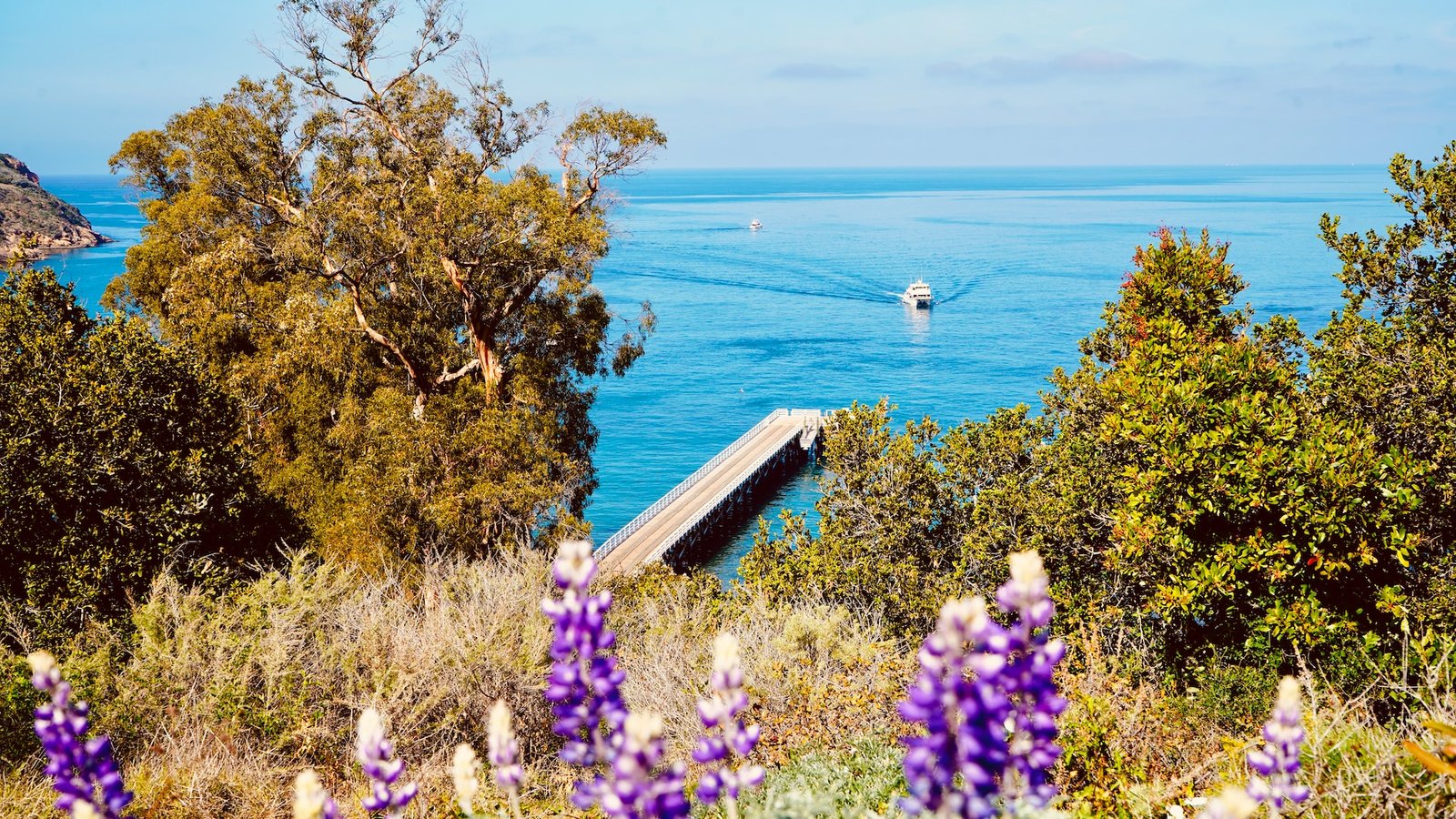 Purple flowers near a body of water in Santa Cruz, CA.