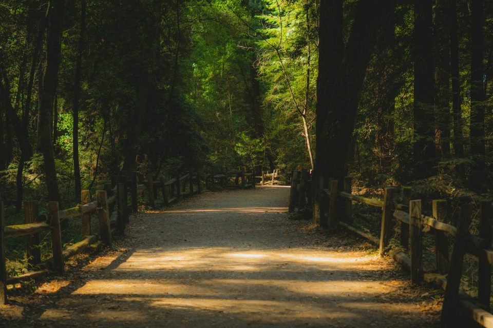 Gray pathway in between green trees in a park