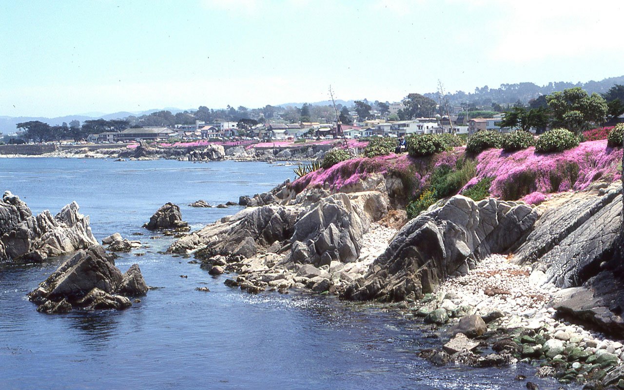 pacific grove landscape